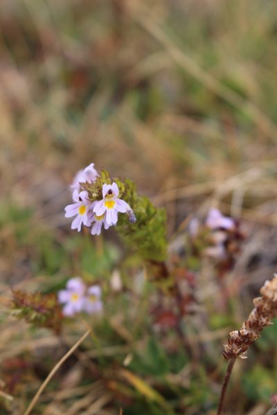 Euphrasia alpina, photographed by Fabien Piednoir