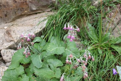 Adenostyles leucophylla, photographed by Fabien Piednoir