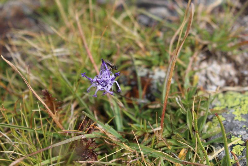 Phyteuma globulariifolium, photographed by Fabien Piednoir