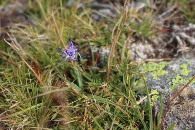 Phyteuma globulariifolium, photographed by Fabien Piednoir