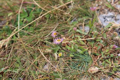 Erigeron alpinus, photographed by Fabien Piednoir