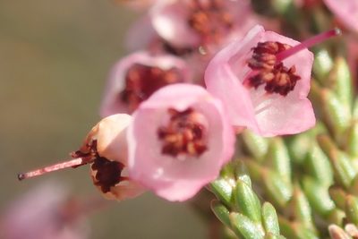 Erica umbelliflora, photographed by Nicola van Berkel