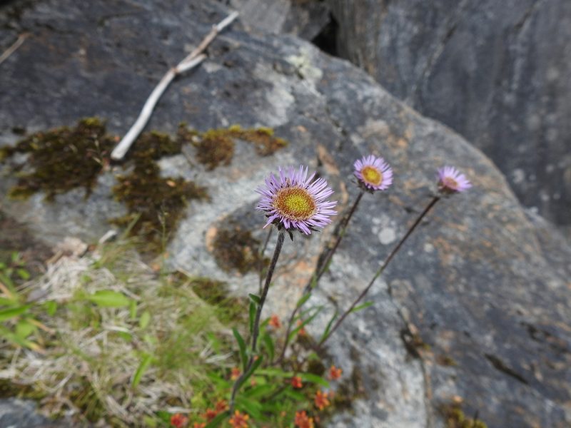 Erigeron borealis, photographed by Wouter Koch