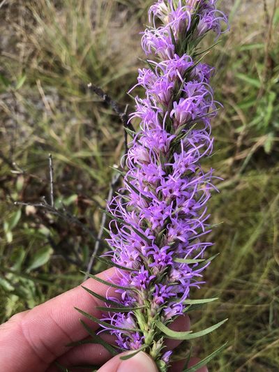 Liatris glandulosa, photographed by Sam Kieschnick
