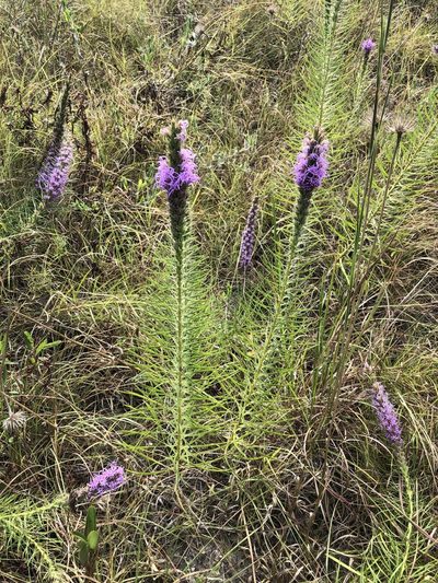 Liatris glandulosa, photographed by Sam Kieschnick