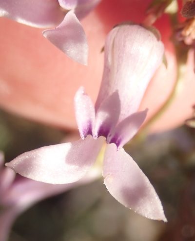Cyphia sylvatica, photographed by Nicola van Berkel