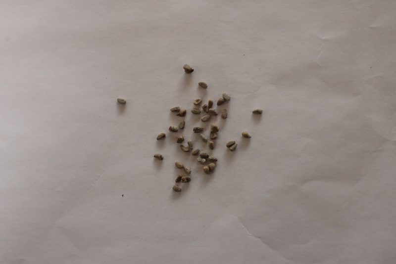 Citharexylum myrianthum, photographed by Diogo Luiz