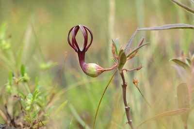 Ceropegia jainii, photographed by S.MORE