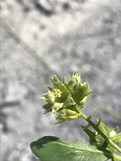 Ditaxis brandegeei, photographed by Sula Vanderplank