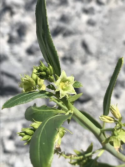 Ditaxis brandegeei, photographed by Sula Vanderplank