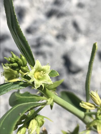 Ditaxis brandegeei, photographed by Sula Vanderplank