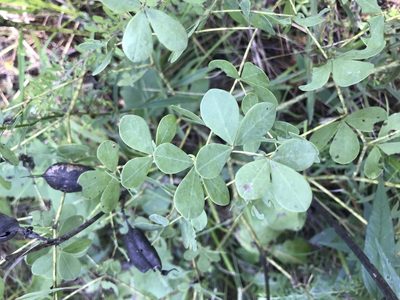 Baptisia aberrans, photographed by Brandon Wheeler