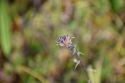 Saussurea angustifolia, photographed by Syd Cannings