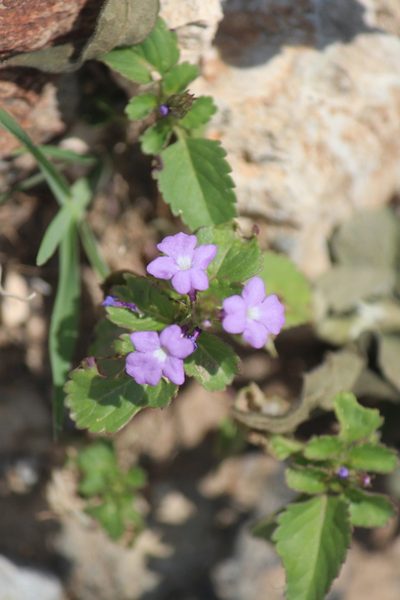 Bouchea prismatica, photographed by José Belem Hernández Díaz