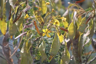 Senna polyantha, photographed by José Belem Hernández Díaz