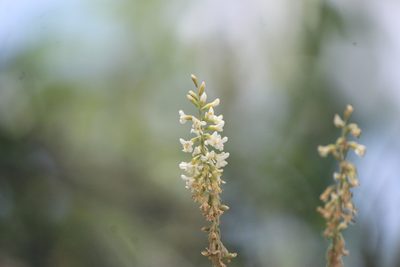 Eysenhardtia polystachya, photographed by José Belem Hernández Díaz