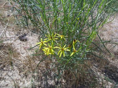 Senecio spartioides, photographed by Eric Watts