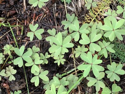 Oxalis caerulea, photographed by CK2AZ