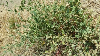 Chenopodium berlandieri, photographed by Millie Basden