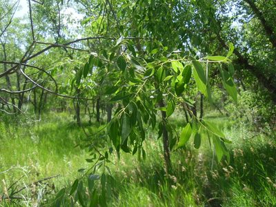 Salix amygdaloides, photographed by Eric Watts