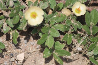 Kallstroemia rosei, photographed by José Belem Hernández Díaz