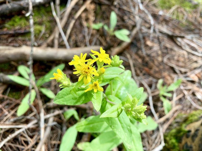 Oreochrysum parryi, photographed by CK2AZ