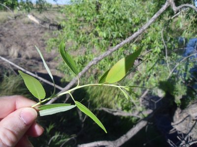 Salix amygdaloides, photographed by Eric Watts