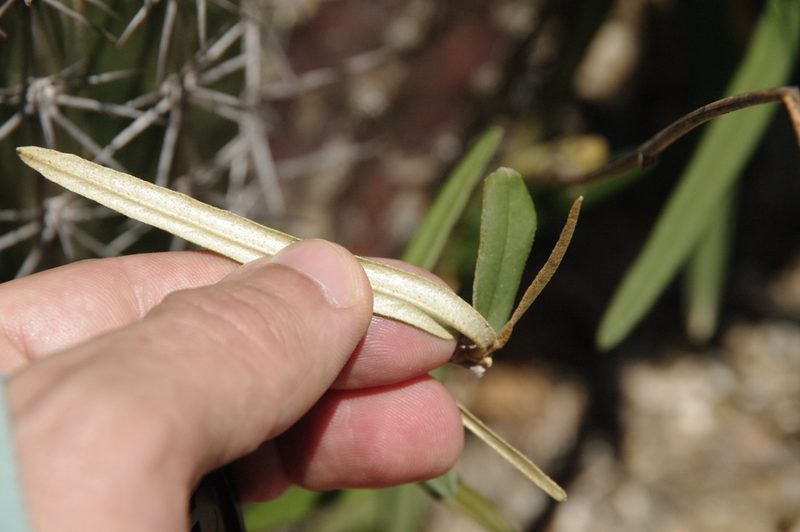Morisonia linearis, photographed by Eric Knight