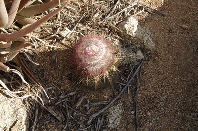 Melocactus macracanthos, photographed by Eric Knight