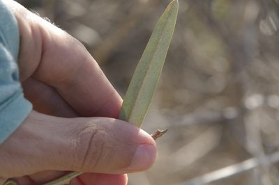 Morisonia linearis, photographed by Eric Knight