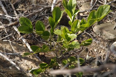 Guaiacum officinale, photographed by Eric Knight