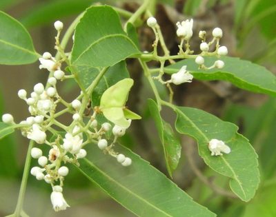 Thouinidium decandrum, photographed by Francisco Farriols Sarabia