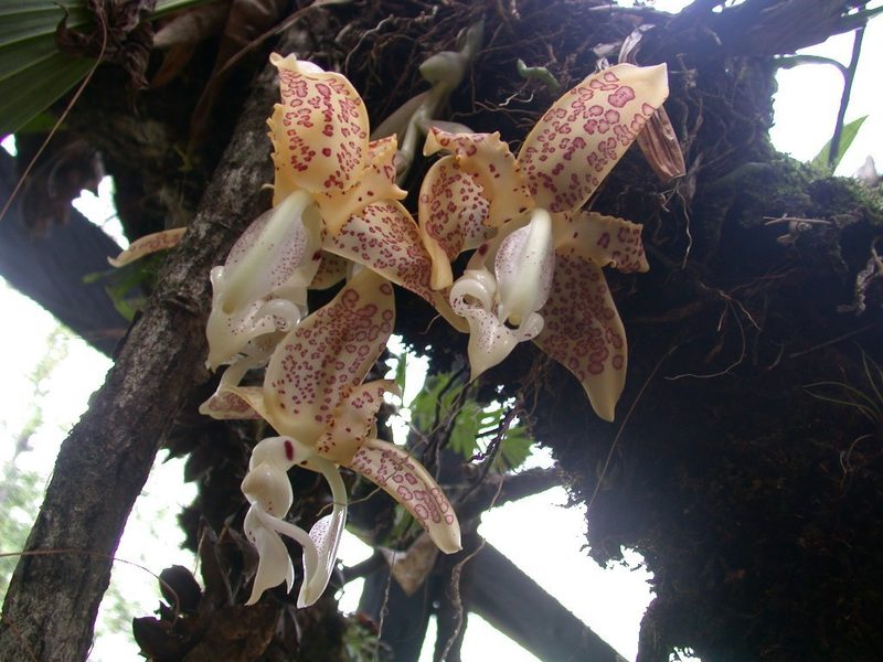 Stanhopea dodsoniana, photographed by Neptalí Ramírez Marcial