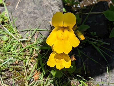 Erythranthe veronicifolia, photographed by John A Haskins