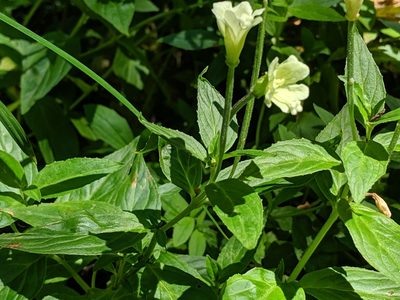 Epilobium luteum, photographed by John A Haskins