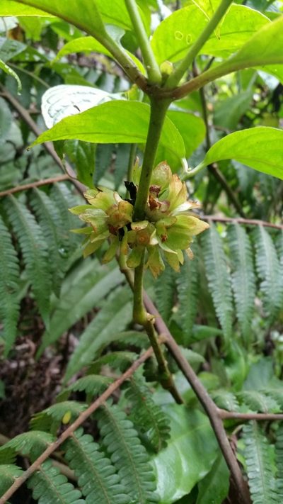 Silvianthus bracteatus, photographed by Eugene Popov