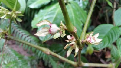 Silvianthus bracteatus, photographed by Eugene Popov