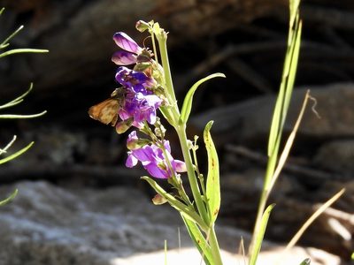 Penstemon neomexicanus, photographed by CK2AZ