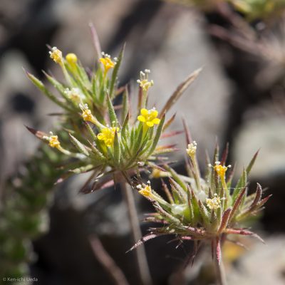 Navarretia breweri, photographed by Ken-ichi Ueda