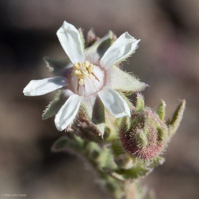 Potentilla hispidula, photographed by Ken-ichi Ueda