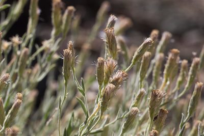 Brickellia oblongifolia, photographed by Ken-ichi Ueda