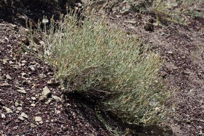 Brickellia oblongifolia, photographed by Ken-ichi Ueda