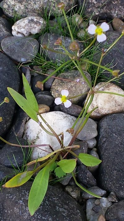 Alisma gramineum, photographed by Tom Norton