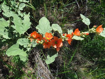 Sphaeralcea incana, photographed by Annika Lindqvist