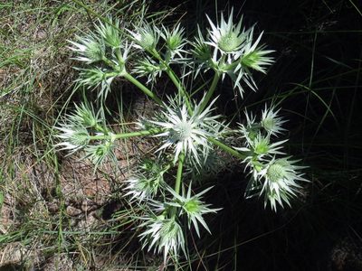 Eryngium heterophyllum, photographed by Annika Lindqvist