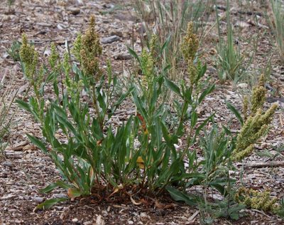 Rumex triangulivalvis, photographed by Lauren McLaurin