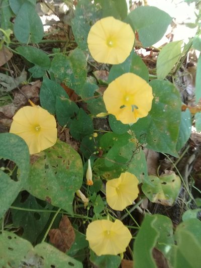 Ipomoea microsepala, photographed by HERNÁNDEZ RAMOS MARÍA ELENA
