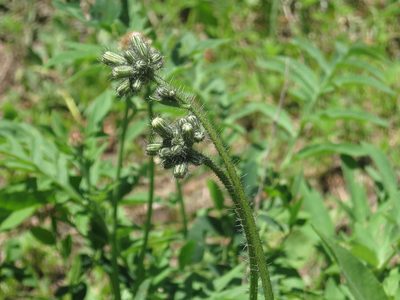 Pilosella floribunda, photographed by Repina Tatyana