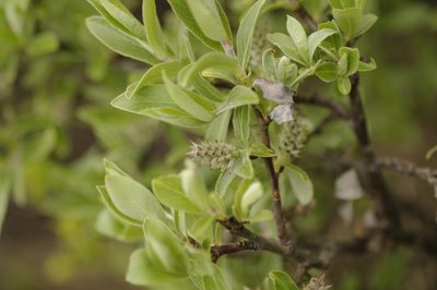 Salix brachycarpa, photographed by Eric Knight