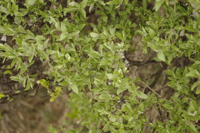 Salix brachycarpa, photographed by Eric Knight